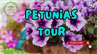 The Ultimate Guide to Growing Petunias [upl. by Florida508]