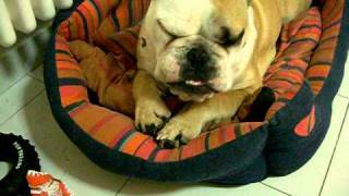 BULLDOG INGLESErisveglio problematico [upl. by Anrol]