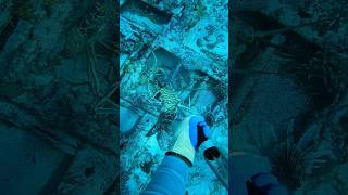 Lobster season 2024 shortvideo bahamas [upl. by Devonna552]