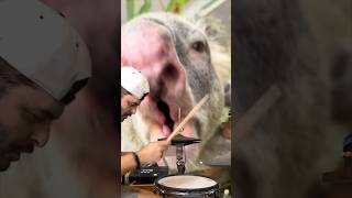 Ever hear what a koala sounds like Let’s add drums… shorts wildlife cool [upl. by Susanne]