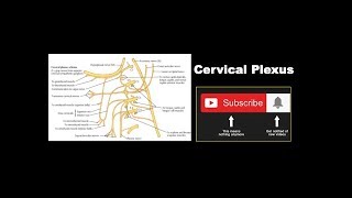 Cervical Plexus  Formation Branches Communicating Branches  Ansa Cervicalis [upl. by Onder11]