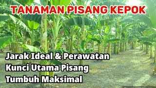 Budidaya Tanaman Pisang Kepok Jarak Ideal Dan Perawatan Kunci Utama Pertumbuhan Maksimal [upl. by Ahserkal]