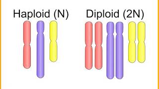 Regulation of chromatin structure and nucleosome assemblymp4 [upl. by Thacher]