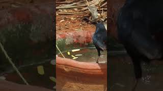 Indian silverbill and Indian Robin male [upl. by Magavern]