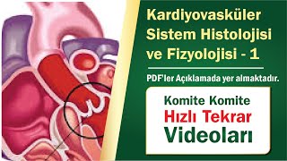 08  Kardiyovasküler Sistem Histolojisi ve Fiz 01  Hızlı Tekrar [upl. by Yehudi105]