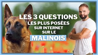 Les 3 questions les plus posées sur internet sur le Malinois [upl. by Nolyarg860]