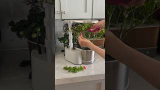 Harvesting shishito peppers in my indoor hydroponic garden gardenasmr aerogarden peppers [upl. by Oecile]