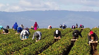 US Farm Workers Harvest Thousands Of Tons Of Fruits And Vegetables [upl. by Tiffie]