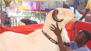 Le prix de ce mouton exposé à la foire du mouton à thies va vous étonner [upl. by Aniroz]