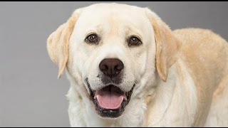 Dogs barking sounds angry  Funny Dog Barking Videos Compilation [upl. by Bigg]