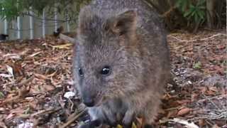 The Incredibly cute camera sniffing Quokkas from Rottnest Island [upl. by Alrich]