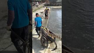 मगरमच्छ को पानी से बाहर कैसे निकले How to get a crocodile out of the water shortvideo shortsfeed [upl. by Madelina]