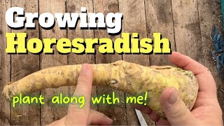 Growing Horseradish [upl. by Aticnemrac]