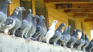 A Day in the Life of Young Racing Pigeons [upl. by Atilahs695]