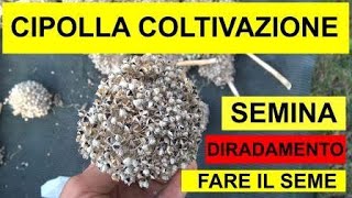 LA COLTIVAZIONE DELLA CIPOLLA Orticoltura sostenibile 40 [upl. by Grannia785]