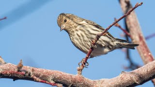 Pine Siskin Calls [upl. by Nnylear]