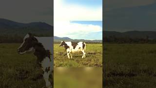 FUNNY COW DANCE 🤣🐮 COW SONG  COW VIDEOS  DANCING COW  ANIMAL SOUND [upl. by Keldah903]