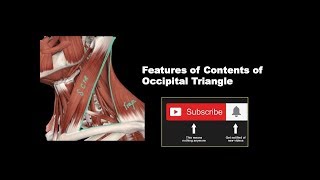 Features of Contents of Occipital Triangle Anatomy mbbs education bds headandneckanatomy [upl. by Sset602]