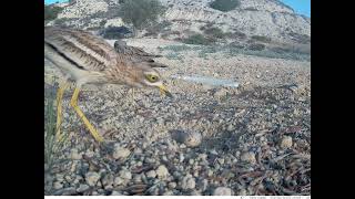 Stonecurlew Burhinus oedicnemus HUCHING [upl. by Glasgo]