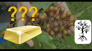 Die Elsbeere  wertvoll wie Gold Sorbus torminalis [upl. by Yrannav]