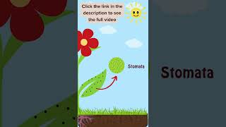 Photosynthesis Easy Explanation youtubeshorts ytshorts photosynthesis science viral trending [upl. by Demetre222]