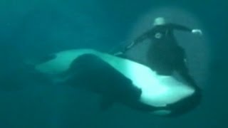 Caught on Tape Whale Almost Kills Sea World Trainer Holds Him Under Water [upl. by Nagrom]