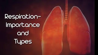 Respiration  Importance amp Types  Iken Edu [upl. by Arimahs]