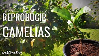 Cómo REPRODUCIR CAMELIAS fácil y rápido crecen solas por decenas  en20metros [upl. by Salem876]