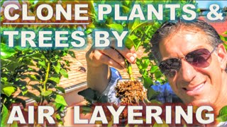 CLONE Your Favorite Plants amp Trees  AIR LAYERING  Simple Propagation Techniques  BEFORE amp AFTER [upl. by Ire]