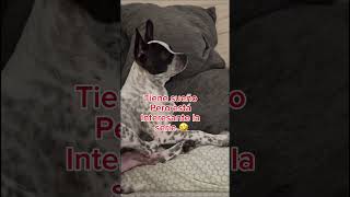 “El Plan de Max Ver TV… o Dormir en el Intento 😂📺 humor youtube perrosgraciosos pets [upl. by Nidroj]