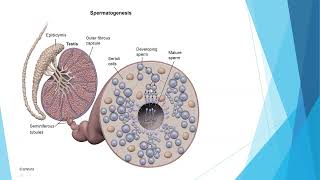 Male Reproductive Anatomy and Spermatogenesis [upl. by Irahcaz36]