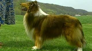 Collie  AKC Dog Breed Series [upl. by Ilagam]