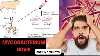 mycobacterium microbiology lecture mycobacterium bovis Easy Microbiology [upl. by Aniled396]