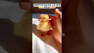 बत्तख 🦆के अनाथ अंडे को पाल पोसकर किया बड़ा 🥺😍🙏 [upl. by Justus]