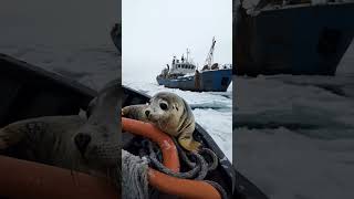 Adorable Baby Seal Plays with Fishermen BabySeal CuteSeal WildlifeMoments SealAndFishermen [upl. by Dianemarie]