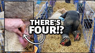 FOUR MAMA  AND THEY ALL WORK Ive never seen this on my sheep before  Vlog 751 [upl. by Lesh]