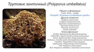 Трутовик зонтичный Polyporus umbellatus [upl. by Ennoirb]