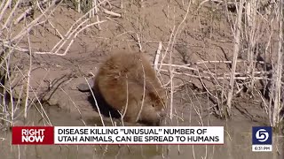 Wildlife experts looking into possible tularemia spread among beavers in state [upl. by Helms236]