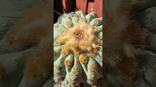 Perfect Copiapoa cactus 🌵🤩 What’s your favorite species [upl. by Kolivas]