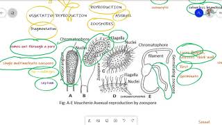 Vaucheria Urdu lecture for BS Botany Zoology Chemistry [upl. by Drahcir]