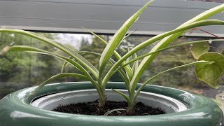 Graslelie verpotten en verzorgen repotting and care spiderplant [upl. by Aicilyt]