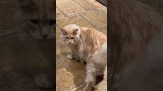 Maine Coon cat talking to his owner the language of trills [upl. by Aita]