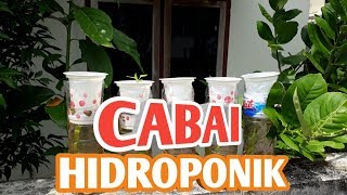 CABE HIDROPONIK BOTOL BEKAS [upl. by Fezoj]