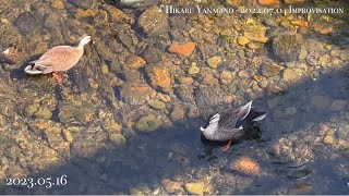 【カルガモ】Spot BilledDuck 5月の小川のせせらぎとまどろむカルガモ May 16 2023 naturesounds piano birds birdsounds [upl. by Arette141]