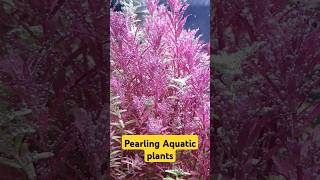 Pearling aquatic plantsshorts shortvideo shortsfeed pearling aquaticplants aquarium [upl. by Frasco]