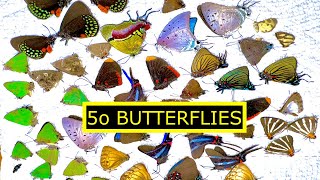 I GOT 50 TROPICAL BUTTERFLY SPECIMENS FROM MEXICO [upl. by Ainig784]