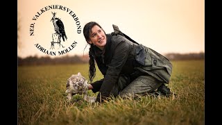 Hunting with goshawks in the Netherlands 2023  Valkeniersverbond Adriaan Mollen  4K [upl. by Whatley]