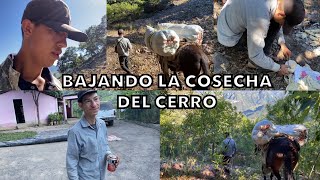 BAJANDO LA COSECHA DE LO ALTO DEL CERRO🍀ULTIMO VIDEO AHORA SI 🚨 [upl. by Ecertal]