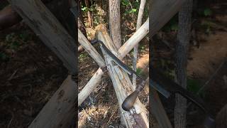 Restored antiquesdebarking Loblolly pine logs with Hewing hatchet amp Draw knife shorts shortvideo [upl. by Santiago]