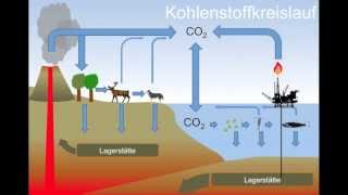 Auswirkungen der Ozeanversauerung auf Kalkalgen [upl. by Nyleve]